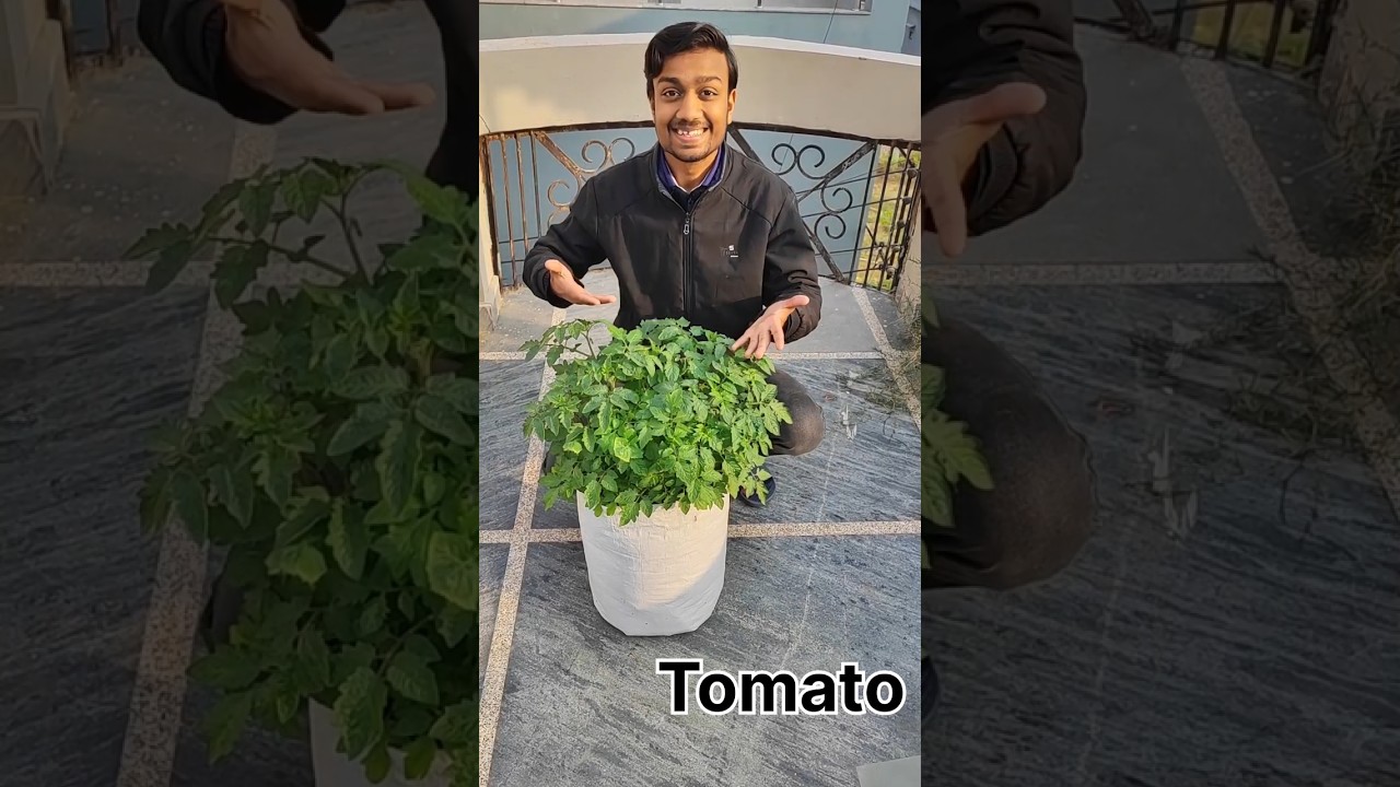 Tomato Growing At Home !! 