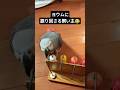 ヨウムに振り回される飼い主 #ヨウム
