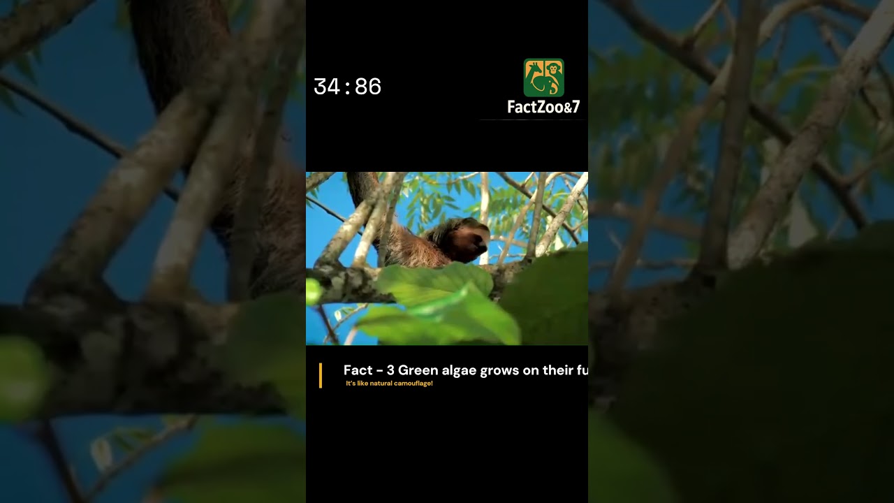 7 Surprising Sloth Facts Everyone Should Know!