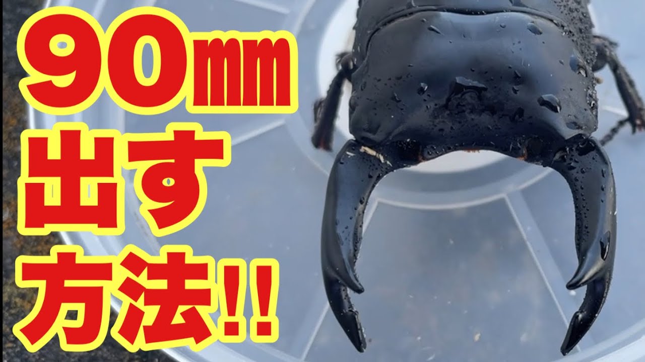 オオクワガタ90㎜を出す方法‼︎種親購入方法について解説‼︎ - YouTube