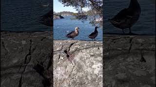 Crows &amp; Ducks - Male Duck attacks another male &amp; proudly picks up his girlfriend for lunch 🤣