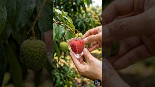 Lychee Growing Inside Heart Cube 😍 Real Transformation Time-lapse! ❤️🧊