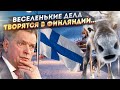 Финские финты - как поссориться с соседом