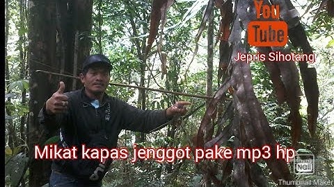 Memikat kapas jenggot pake mp3 hp cucak jenggot