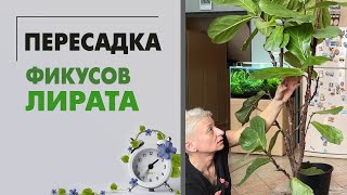 Пересадка фикусы лирата. Фикус лирата и стволы в нескольких вариациях.