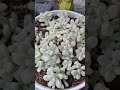 #suculentas #plants #plantitasandplantitos #succulentvarieties #succulent