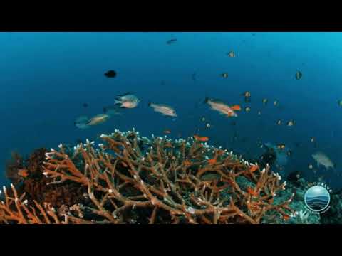 "tropical" prod. bothros