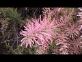 Tamarix,  blooming Tamarisk