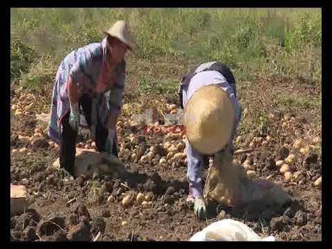 Video: Vjelja e patateve të ëmbla - Kur dhe si të korrni patatet e ëmbla