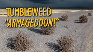 Extreme Tumbleweed Takeover In Utah And Nevada