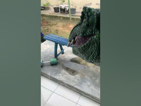 DINO PLAY LATO LATO😂😂 #puppet #dinosaur #shorts #puppetshow #shortfeed