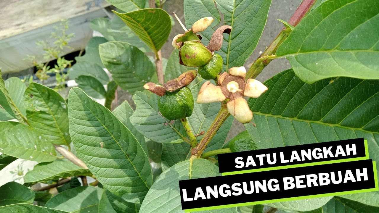 CARA MEMBUAHKAN JAMBU KRISTAL ATAU JAMBU SIU MIK PA LA