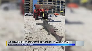 Shark that washed up on Orange Beach was pregnant: Researchers