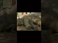 part-21 Rescuing Rhinos from Poachers in Kruger Park |The Animal club Carter's WAR#wildlife