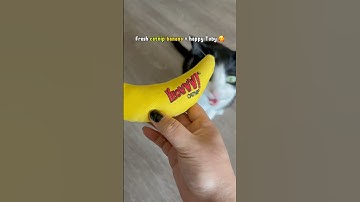 Nothing beats a fresh catnip banana✨ #tuxedocat