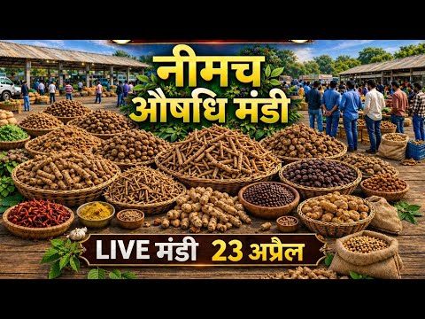 नीमच औषधि मंडी आज का ताज़ा भाव | दुर्लभ जड़ी-बूटियों की LIVE मंडी । Neemuch Mandi। Sanjay Dhakad