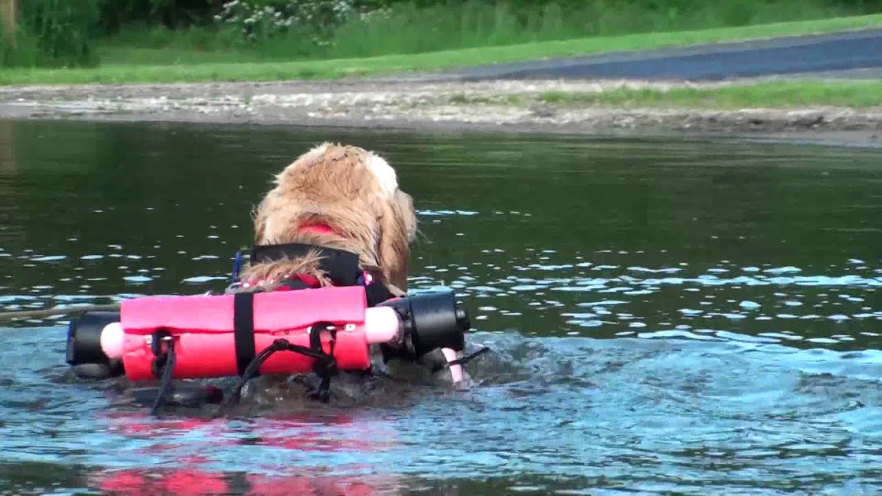 Disabled Golden Retriever SWIMS with Wheelchair - YouTube