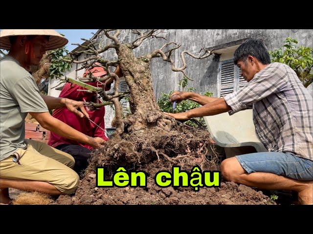 Lên chậu cây mai xù nụ thành phẩm class=