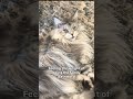 As if being THIS cute isn’t difficult enough … 😿🙏 xoxo Winnie #catreels #catlover #mainecoon
