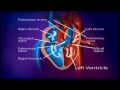 British heart foundation  how does a healthy heart work