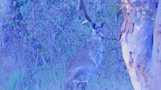 Usually Meet Many Kangaroos During Spring | Australian Wildlife