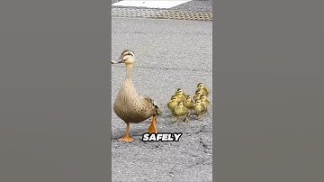 Cống thoát nước mưa gần như nuốt sống họ 😱 #shorts