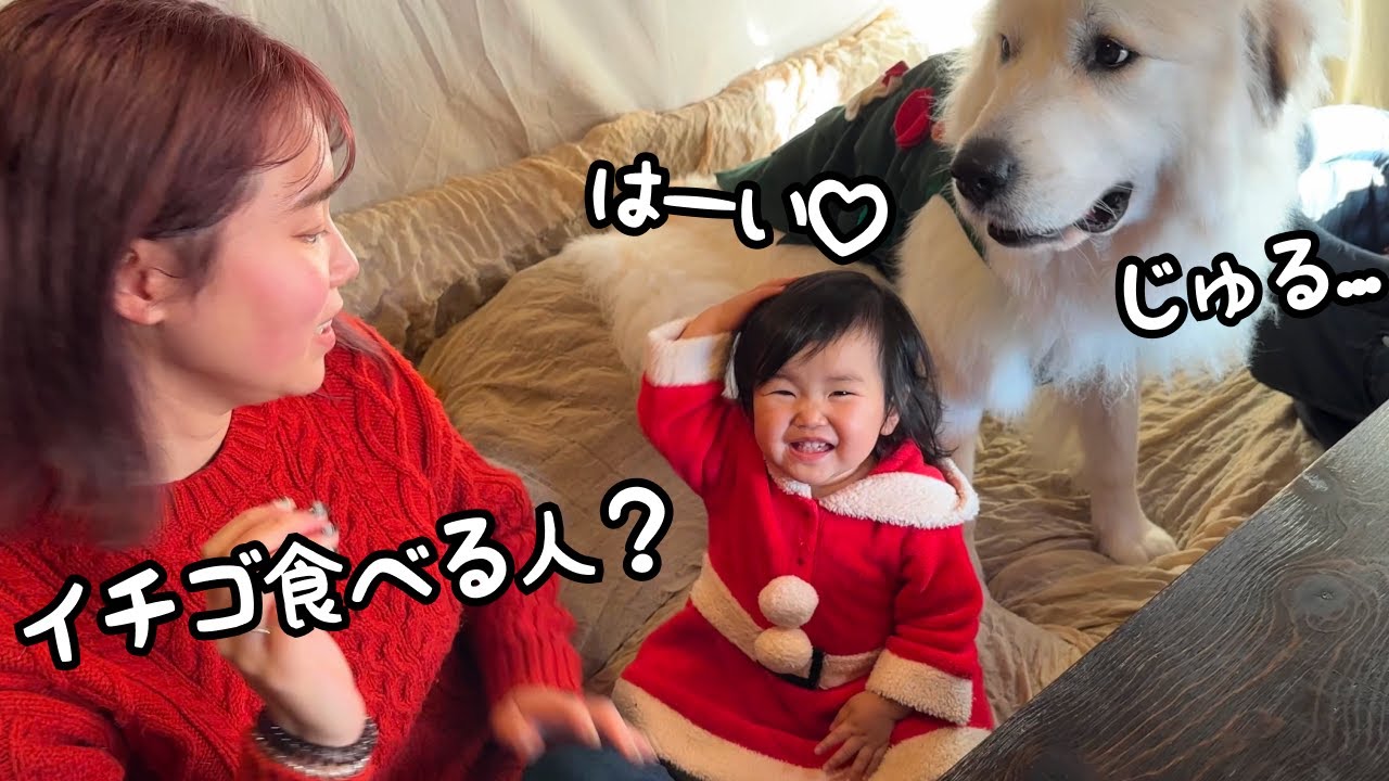 初！】大好きなイチゴを前にすると笑顔満開になる超大型犬と赤ちゃんが 
