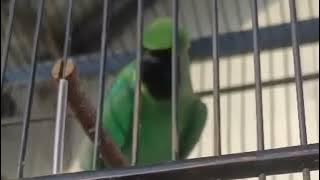 MASTERAN CUCAK IJO KASAR !! BONGKAR ISIAN