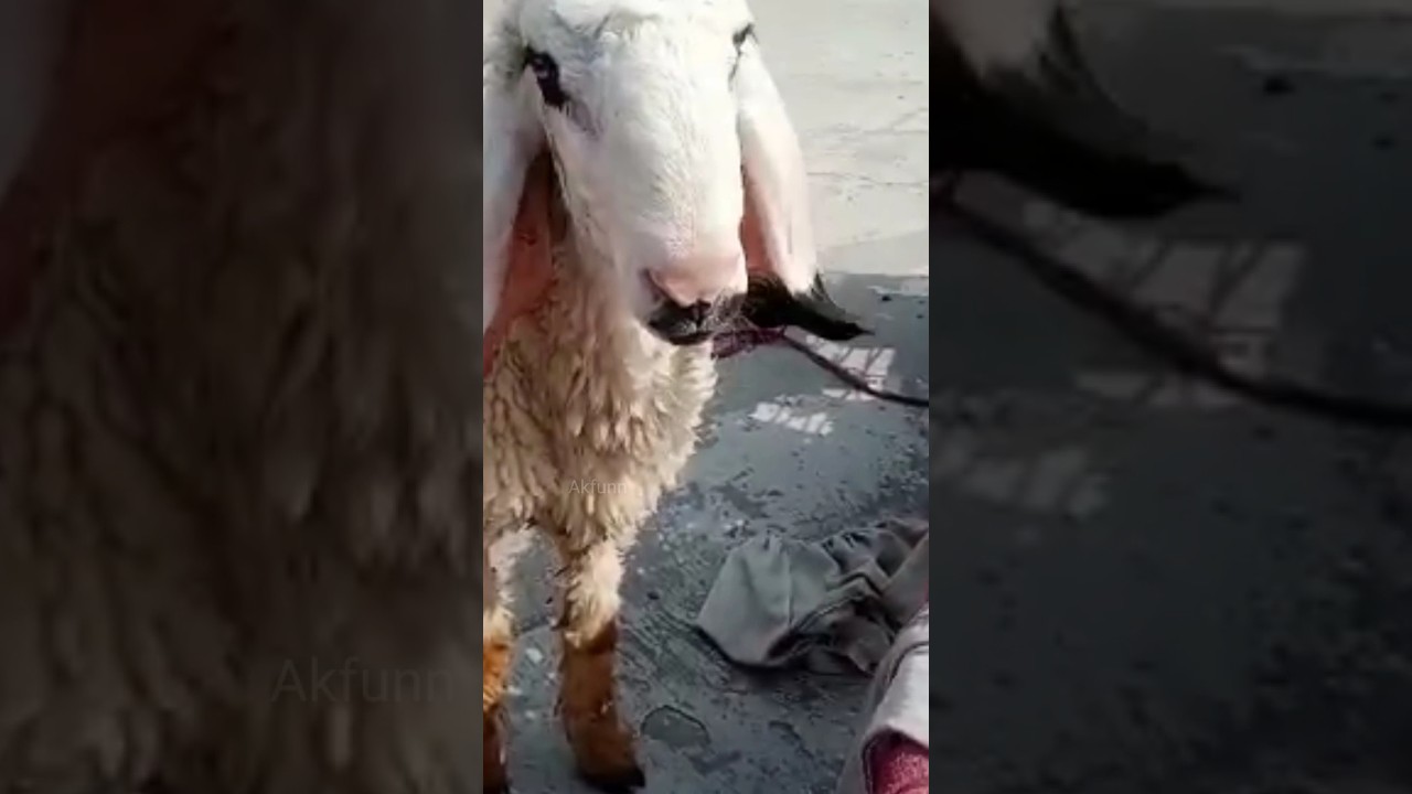 Having brought up this sheep it has now become worthy of sacrifice | 