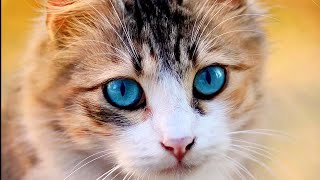 Sounds That Attract Cats  | Make your Cat or Dog Go Crazy CATS MEOWING
