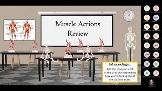 Lab Final Review Session -  Muscle Actions, & Origin / Insertion / Action Activities
