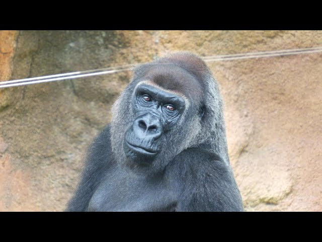Haoko and Momoko in a hot summer Ueno Zoo Gorilla 202507