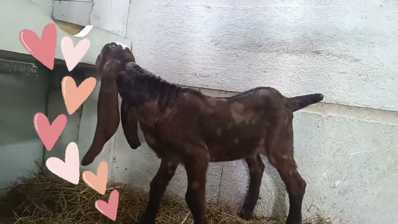 Козлята камори-нубийские на продажу) Ярославская область Переславский район)8-916-363-39-13 ватсап