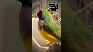 MassAllah Beautiful golden finch singing Beautiful  Different colors #viralvideo #beautiful #fypシ