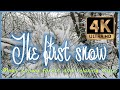 Amazing first snow. Relax. 4K.  Дивовижний перший сніг у заповідному лісі.