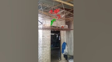 DENAK SERINDIT TERBAIK