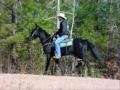 Georges Best Bet Smooth Tennessee Walking Horse Trail Ready.wmv Georges Best Bet Smooth Tennessee Walking Horse Trail Ready.wmv