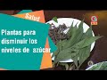 Plantas para disminuir los niveles de azúcar | Salud