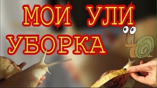 Как поживают мои улитки Улитки Ахатины ||Уборка контейнера || Размер ракушки Как поживают мои улитки Улитки Ахатины ||Уборка контейнера || Размер ракушки