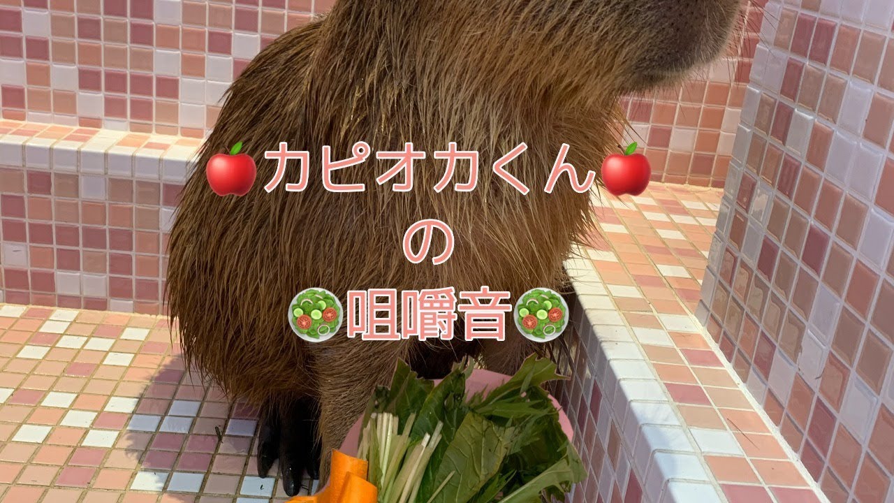 カピオカ君の咀嚼音 Capybara Eating Sound Youtube カピオカ君の咀嚼音 Capybara Eating Sound Youtube