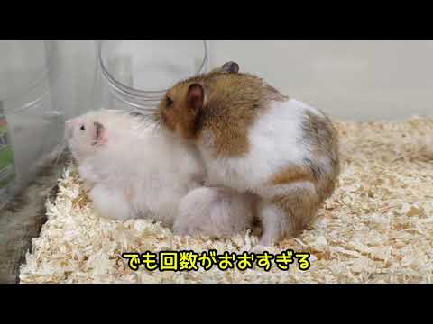 交尾に成功したハムスター【ハムスター／パンダマウス／モルモット／ステップレミング】