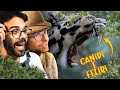 CANIDI E FELIDI | Lo Zoo di Dario e Willy (ft. ZooSparkle)