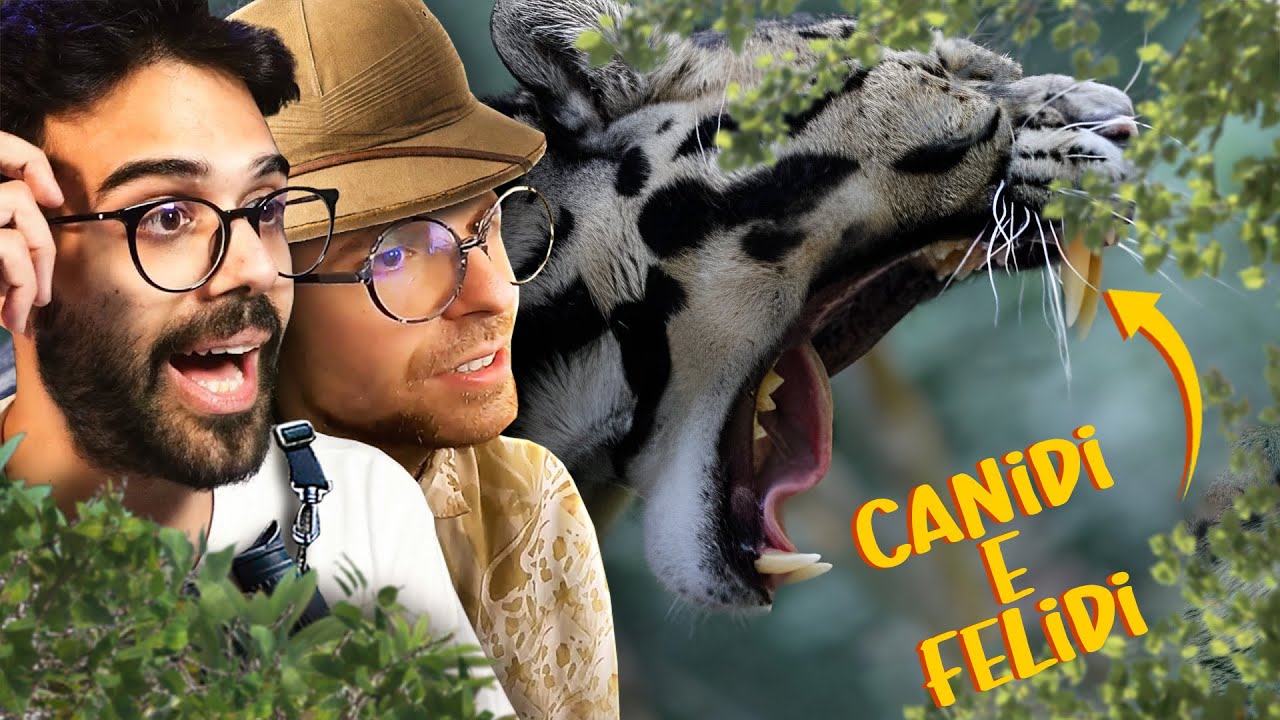 Felidi CANIDI E FELIDI | Lo Zoo di Dario e Willy (ft. ZooSparkle) - YouTube