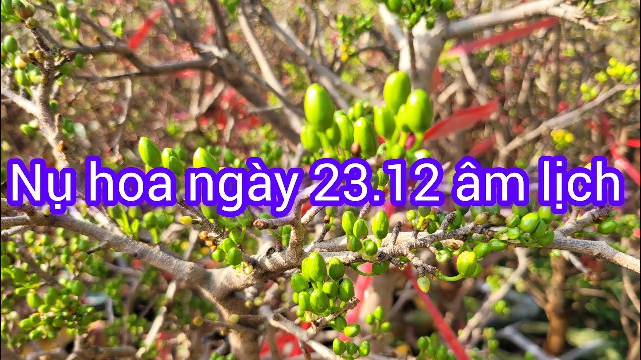 Nụ hoa chuẩn tết ngày 23.12 âm lịch