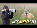 I Found the UK's RAREST Deer!