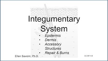 Integumentary System (BIO 201 Human Anatomy & Physiology I)