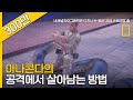 아나콘다의 공격에서 살아남는 방법
