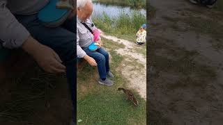 Птичья гавань. ДИКИЕ УТКИ? НЕ МОЖЕТ БЫТЬ!