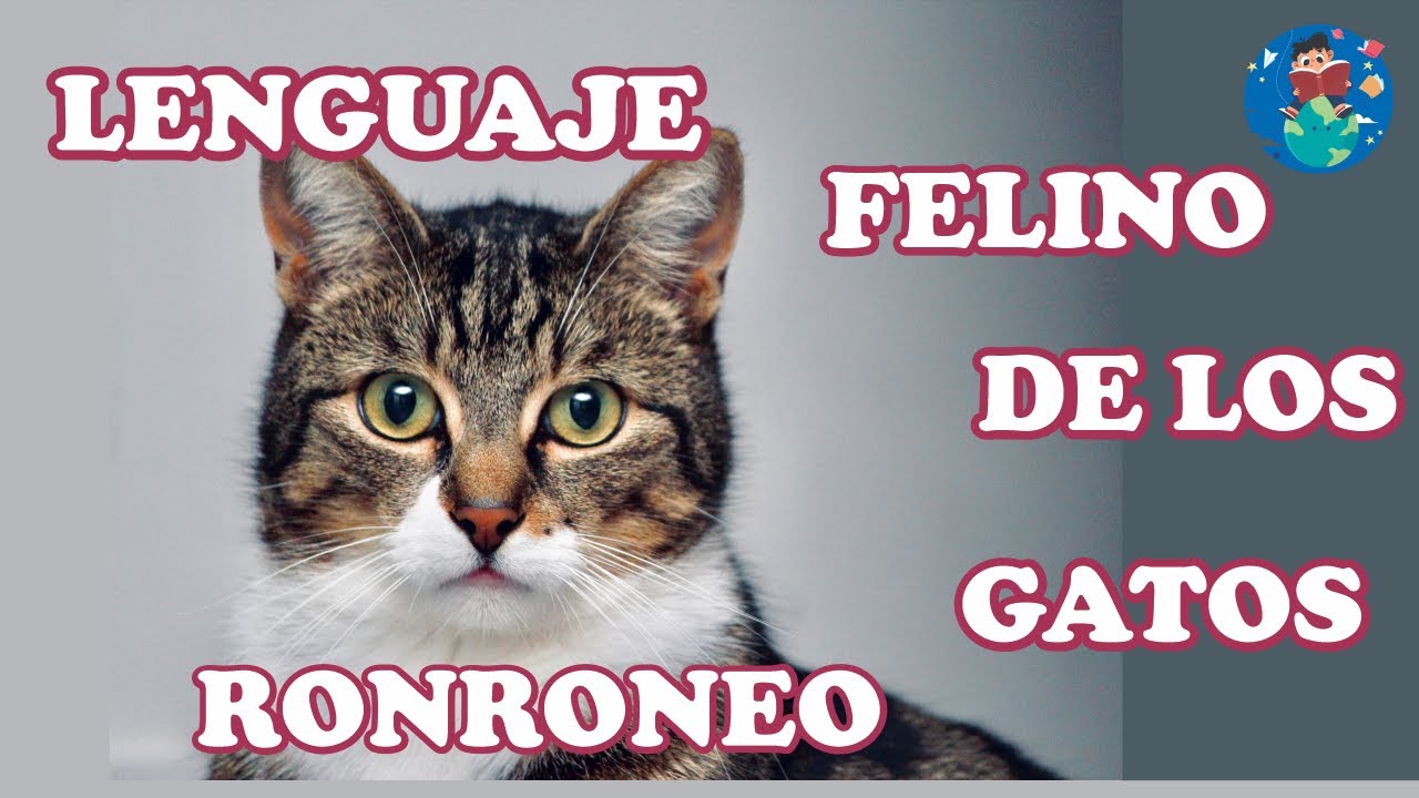 Ronroneo de los gatos todo lo que debes saber sobre el lenguaje felino