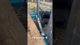 Blue Black Staffy This Adorable Little Man